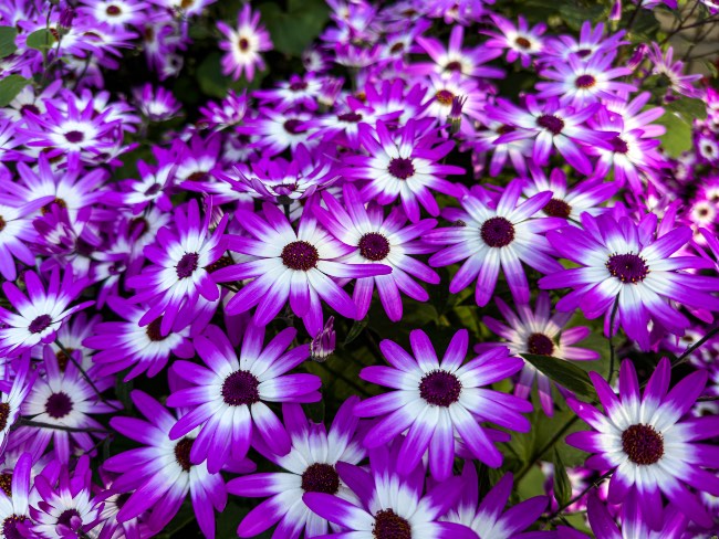 Cineraria