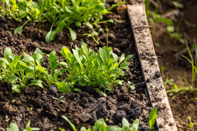 Cómo plantar rúcula en el huerto