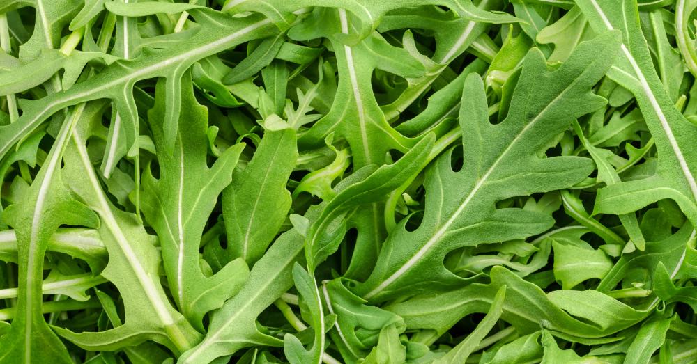 Cómo plantar rúcula: paso a paso para su cultivo en huerto o en maceta