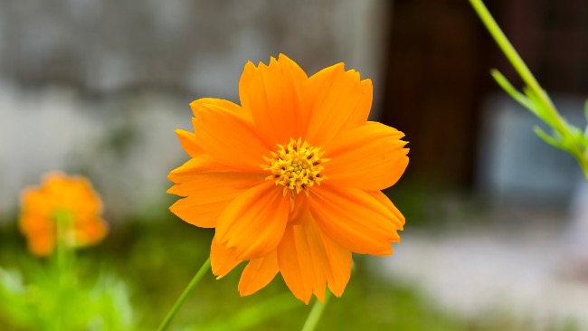 Cosmos, uno de los tipos de margaritas