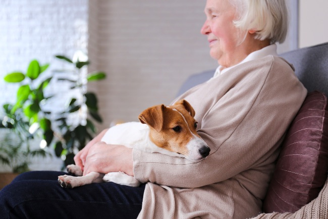 Cualidades de los perros de terapia