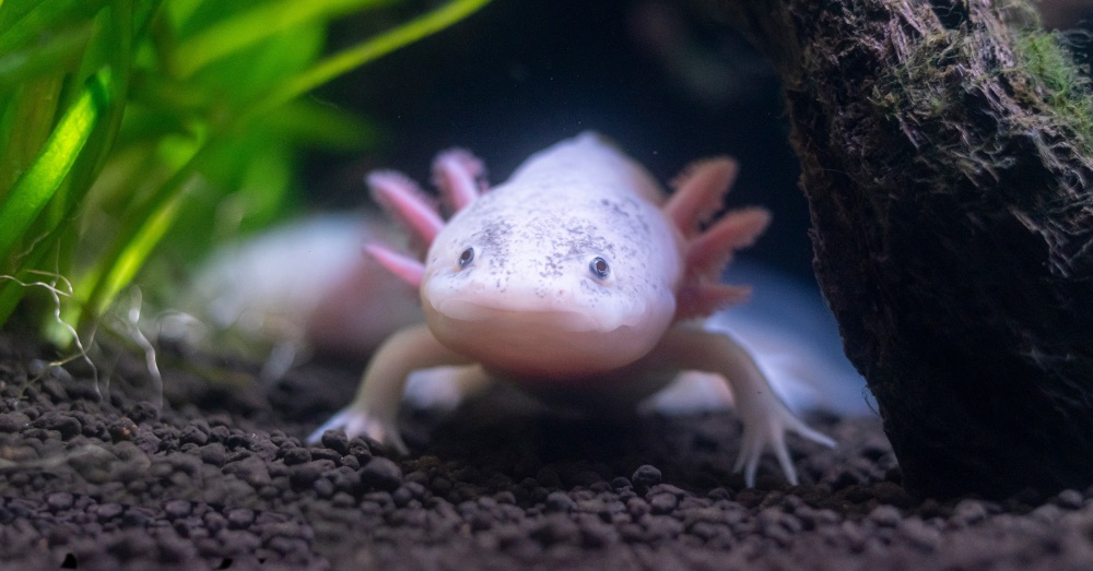 Cuidados del ajolote como mascota
