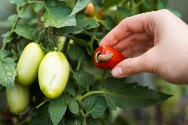 Daños de babosa en los frutos del huerto.