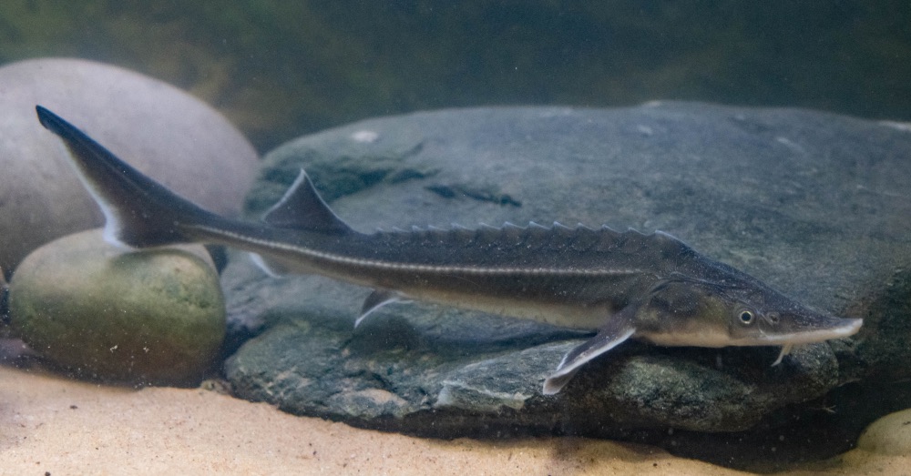 Esturiones en el acuario: cuidados, alimentación y peces compatibles