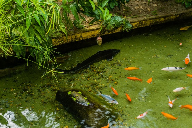 Esturión en acuario o estanque: compatibilidad con otros peces