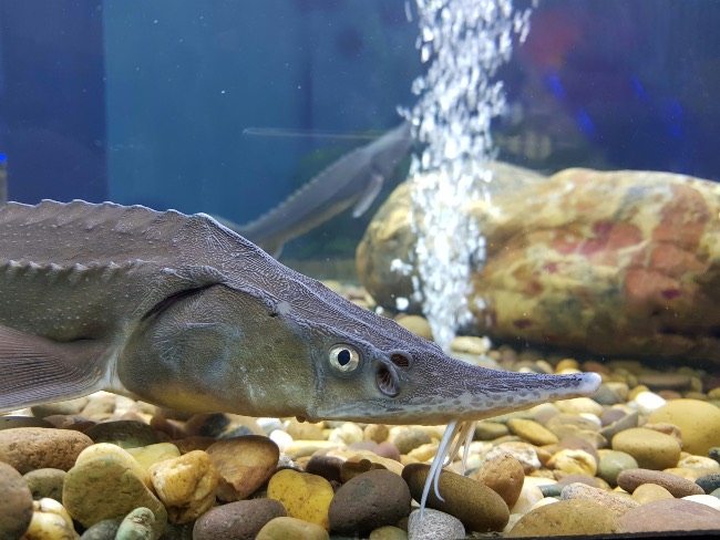 Esturión: elegir el acuario ideal