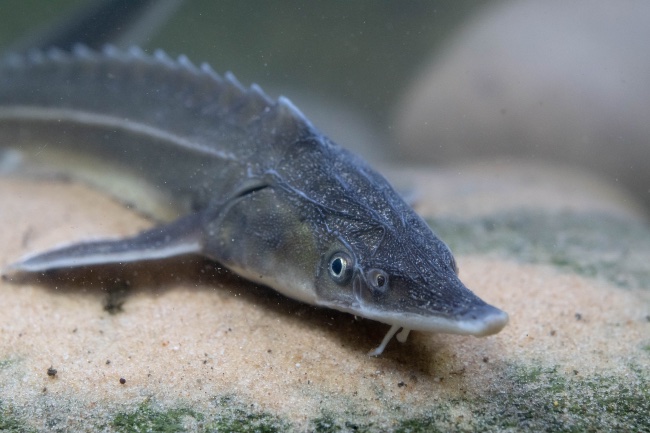 Características del esturión enano