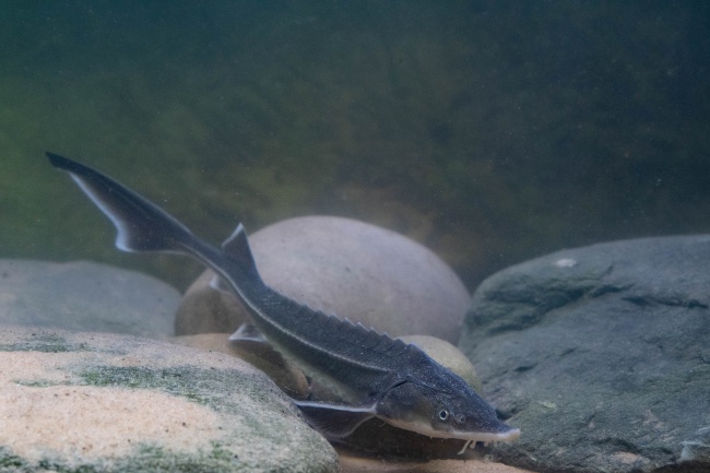 Esturión pigmeo en un estanque