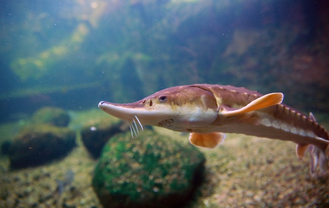 Cuidados del esturión en acuario