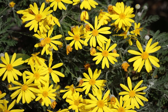 Euryops