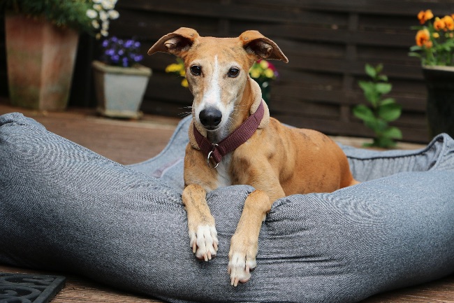 Galgo, perro de terapia emocional
