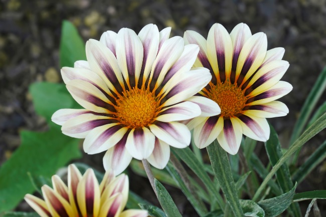 Gazania, una de las clases de margaritas más hermosas