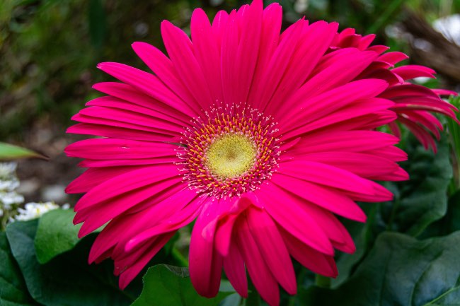 Gerbera, uno de los tipos de margaritas más utilizados en floristería