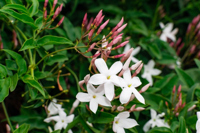 Jazmín, candidata de la lista de plantas trepadoras que no ensucien