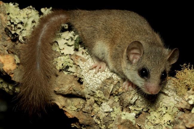 El hábitat del lirón enano como mascota