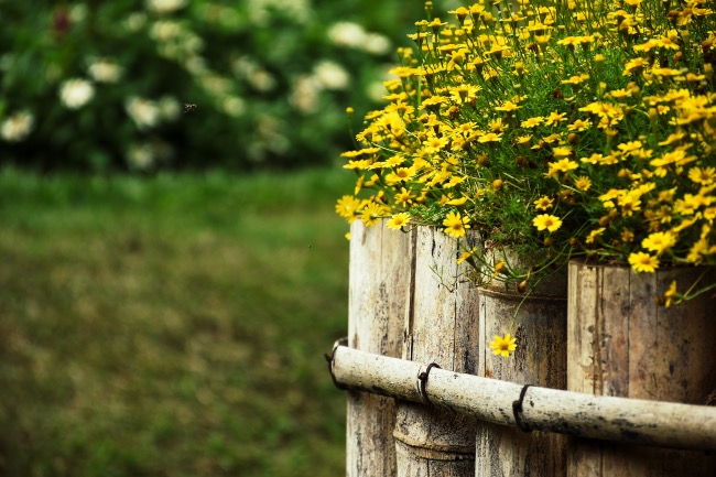 Tipos de margaritas para el jardín