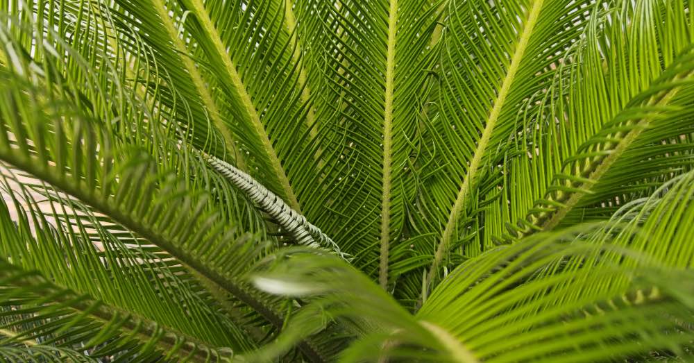 Cuidados de la palmera cica, el toque tropical de tu jardín