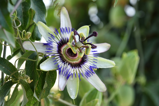 Passiflora
