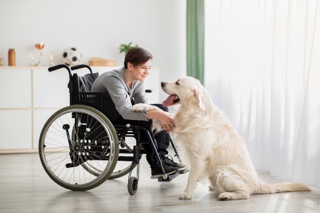 Características de un perro de asistencia