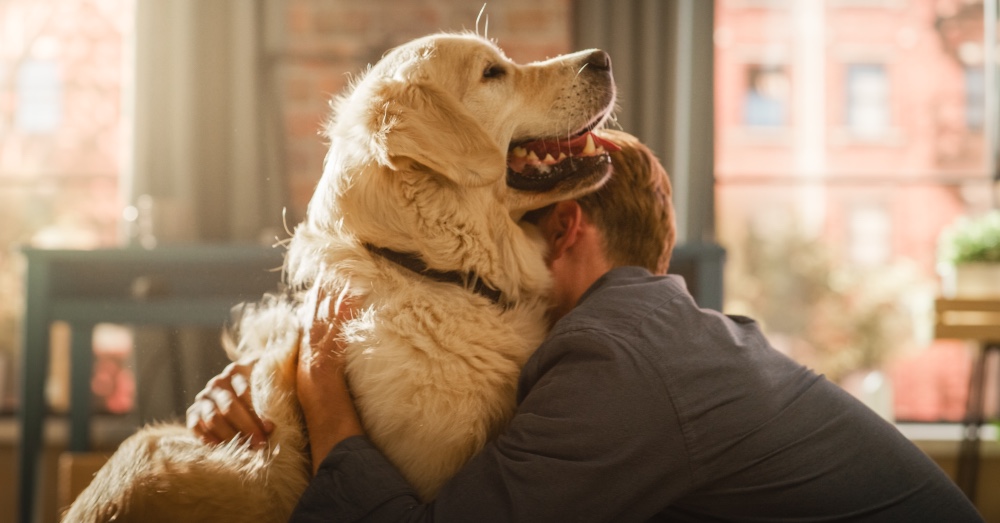 Perros de terapia: qué cualidades deben reunir y cuáles son las mejores razas