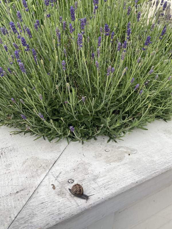 Plantas repelentes de caracoles y babosas