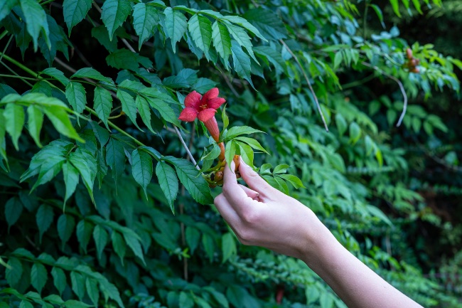 Plantas trepadoras que no ensucien