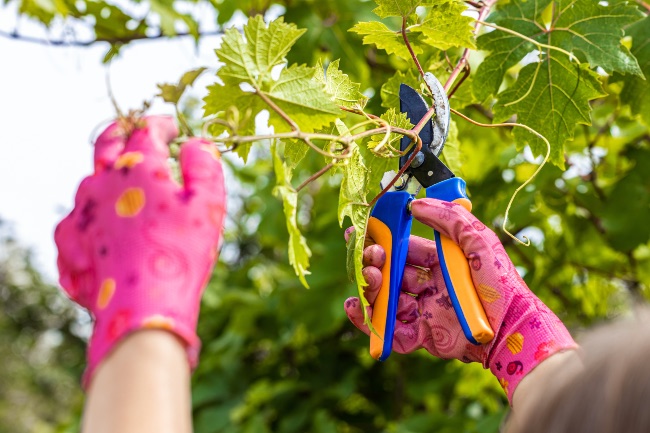 La poda, fundamental para que las plantas trepadoras no ensucien