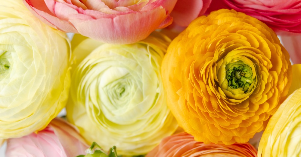 Cuidados de los ranúnculos, una planta con flores que llenará de color tu terraza