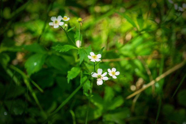 Ranunculus aconitifolius