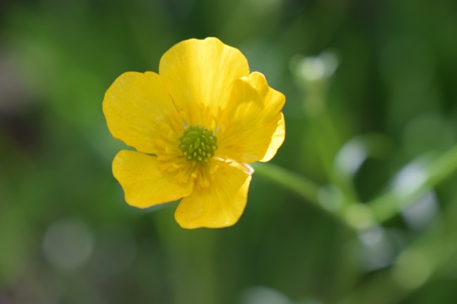 Ranúnculo acris