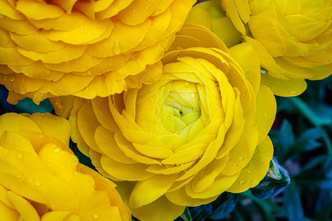 Ranunculus asiaticus