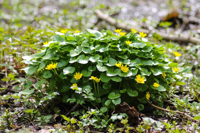 Ranunculus repens
