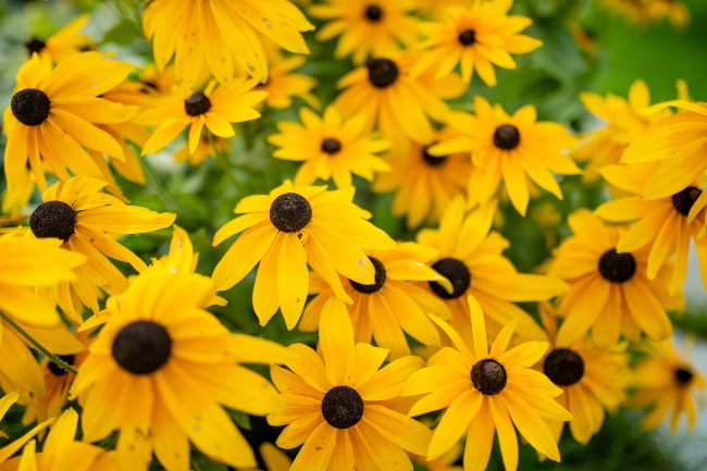 Rudbeckia, una de las clases de margaritas
