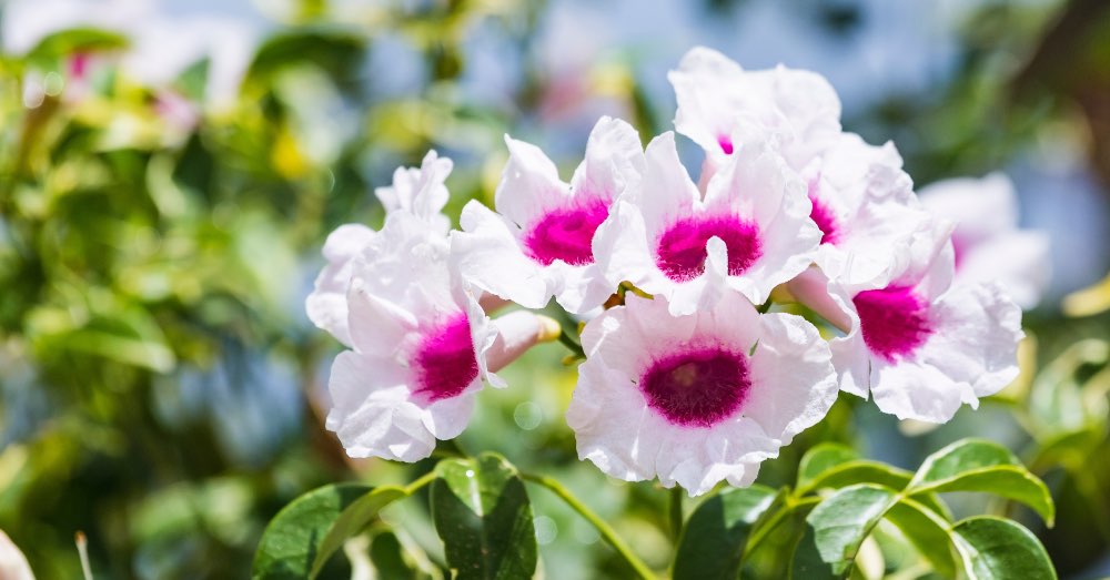¿Cuáles son las plantas trepadoras que menos ensucian?