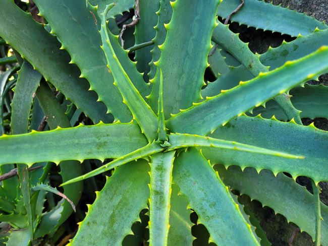 Aloe vera