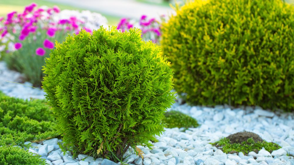 Cuidados de la tuya, un arbusto perenne imprescindible en tu jardín