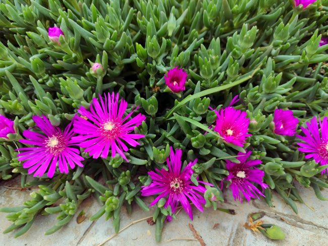 Delosperma, planta perfecta para un jardín de suculentas exterior