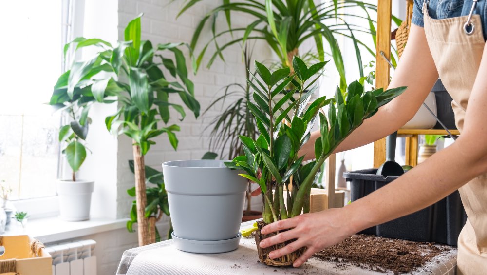 Cómo proporcionar un buen drenaje a tus plantas en maceta