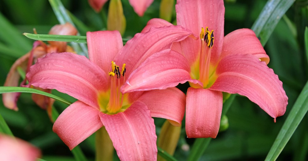 Cuidados de la planta hemerocallis o lirio de San Juan