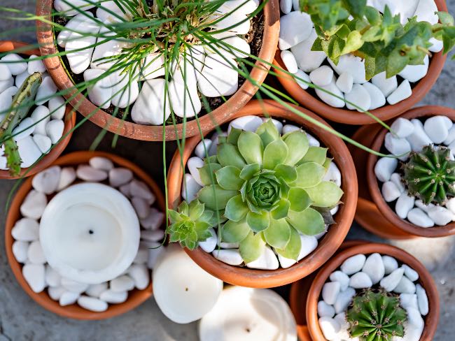 Cómo limpiar piedras decorativas en las plantas