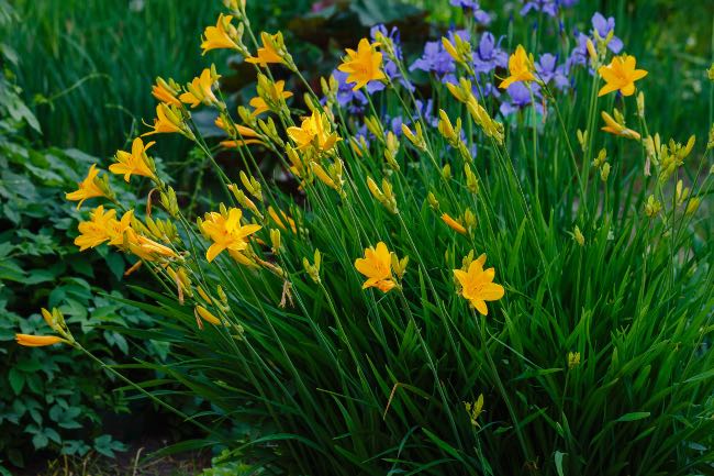 Lirio de un día en flor