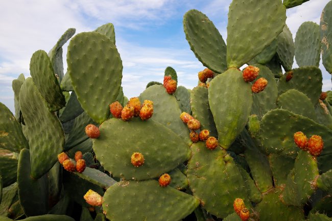 Opuntia