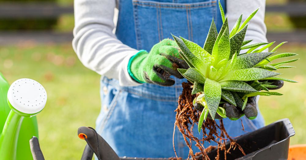 Plantas suculentas de exterior adaptadas al sol y al frío