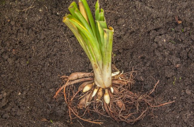 Cómo plantar hemerocallis