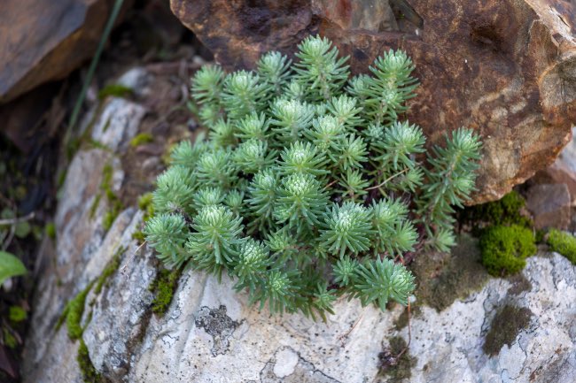 Sedum uña de gato