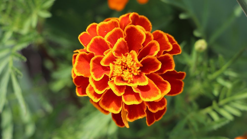 Cuidados de los tagetes o claveles de moro, una planta todoterreno