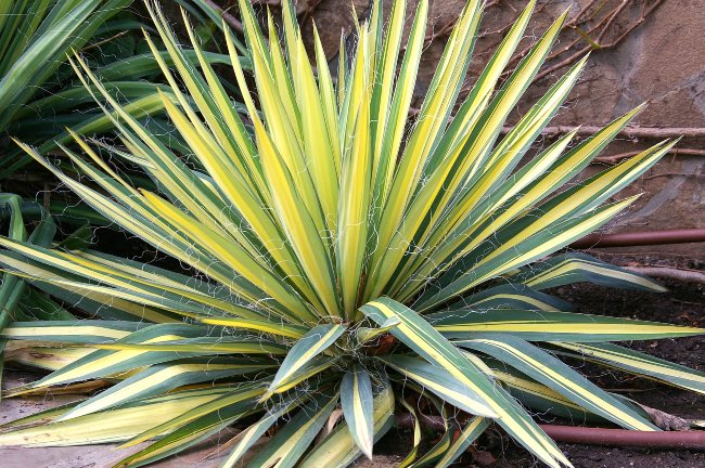 Yucca filamentosa