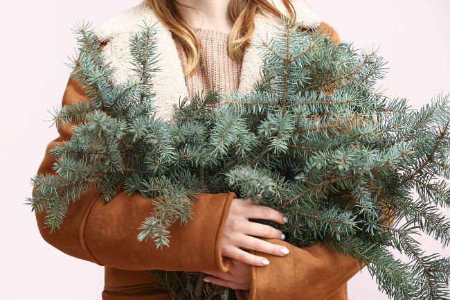 Ramas de abeto para arreglos florales de Navidad