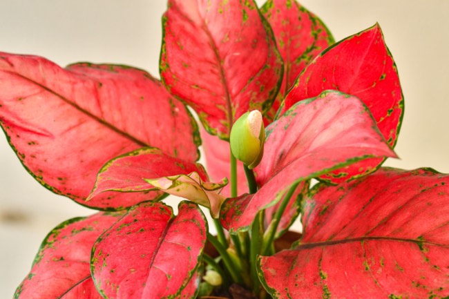 Aglaonema red