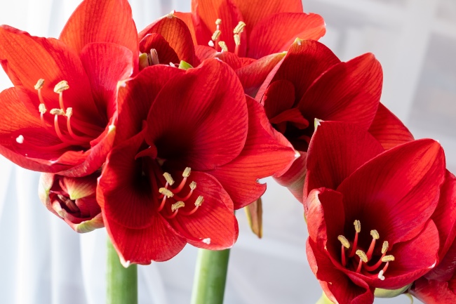 Amarilis